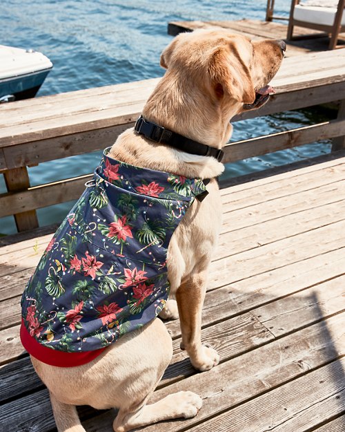Dog Holiday Shirt & Harness Set