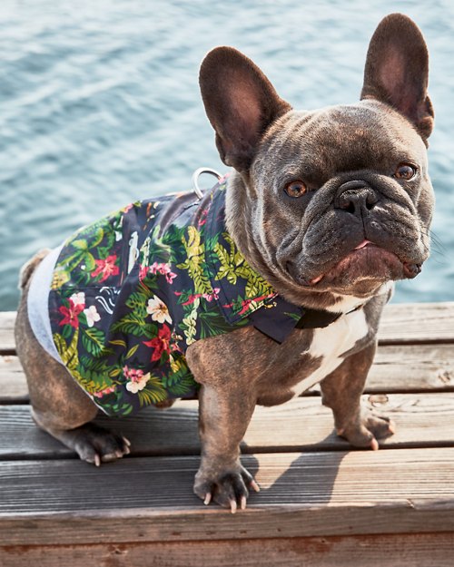 Dog Holiday Shirt & Harness Set by K9 Wear