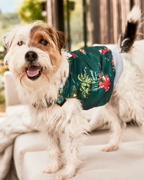 Dog Holiday Shirt & Harness Set