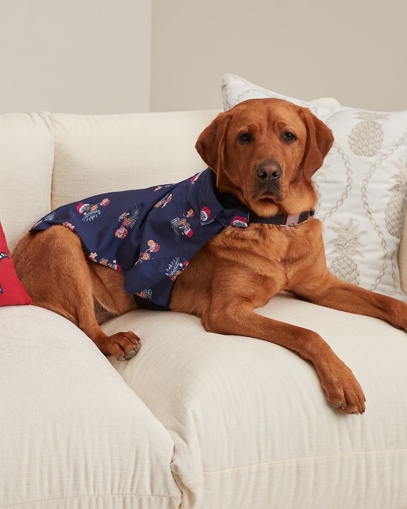 Dog Pineapple Santa Shirt & Harness Set