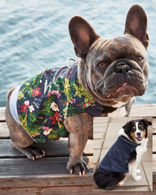 Dog Holiday Shirt & Tobago Bay Sweatshirt Set